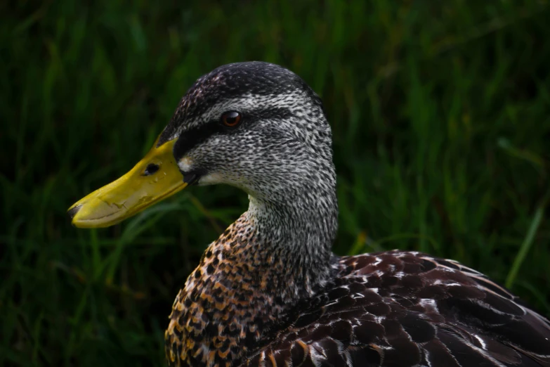 close up of a duck in grass near the water