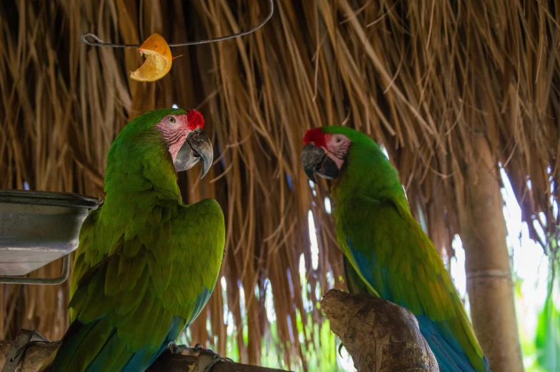 two green birds sit on top of a tree