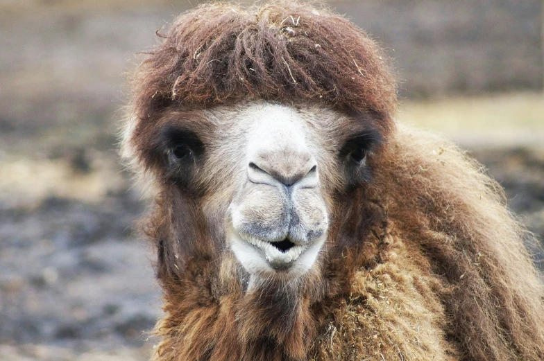 an animal that is very furry with a long hair