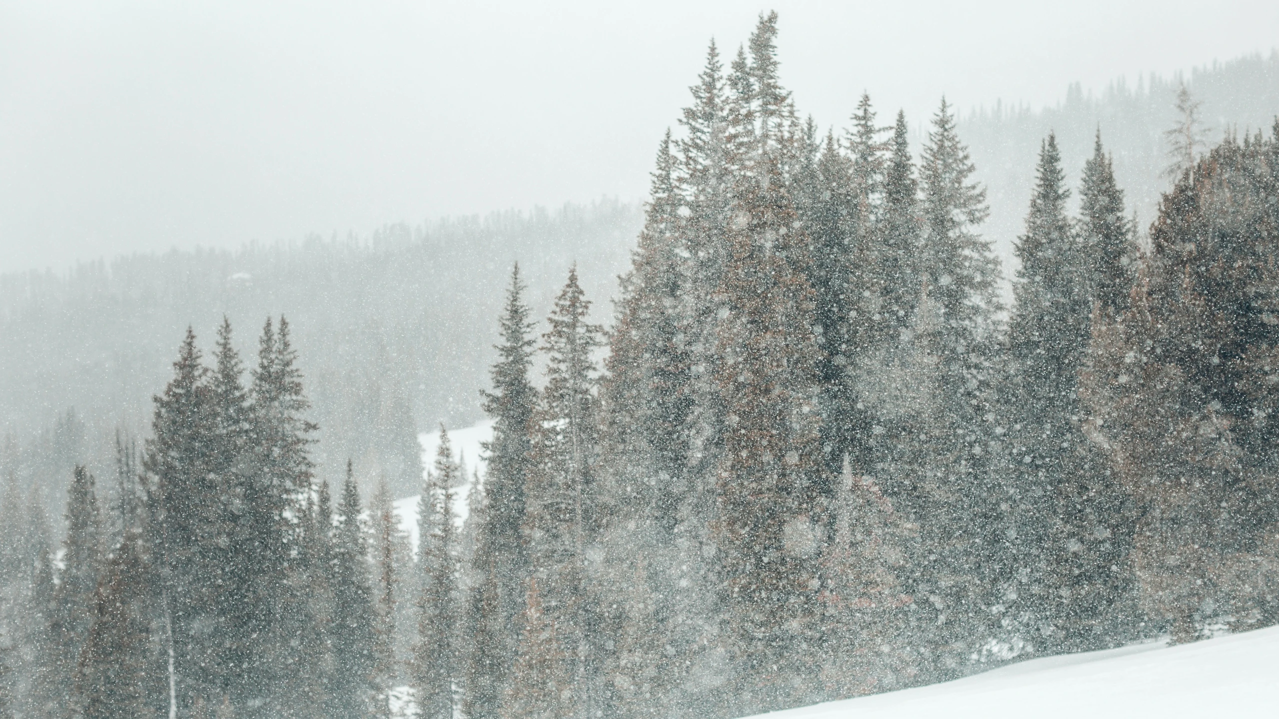 the snow falling from trees in a large forest