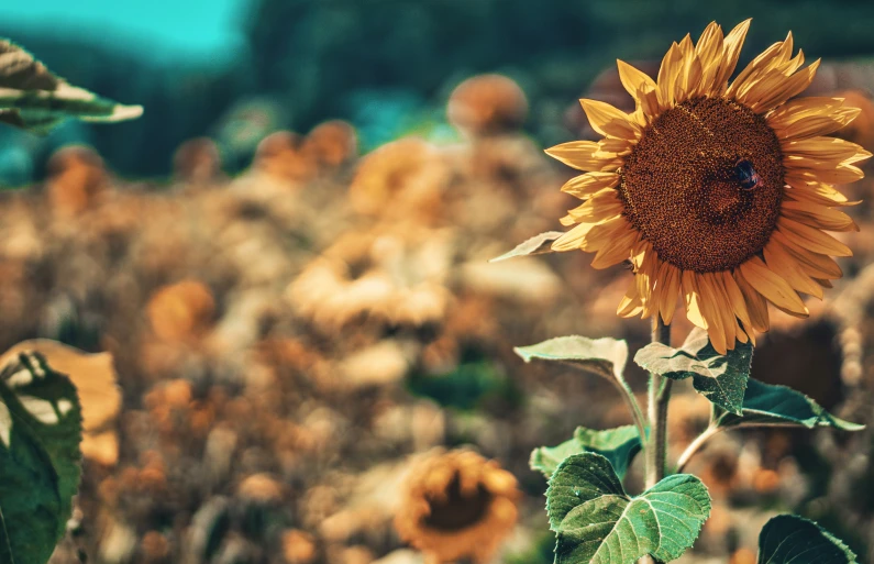 a large sunflower in the foreground of an area of dead grass