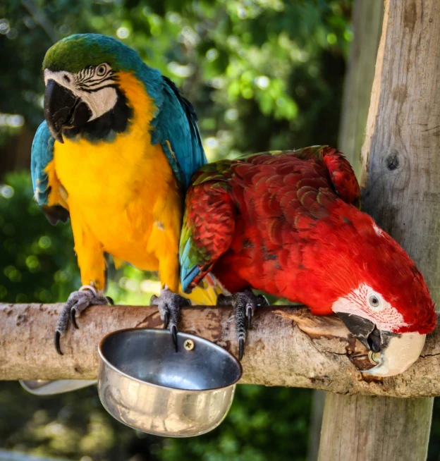 there are two colorful parrots sitting on the limb