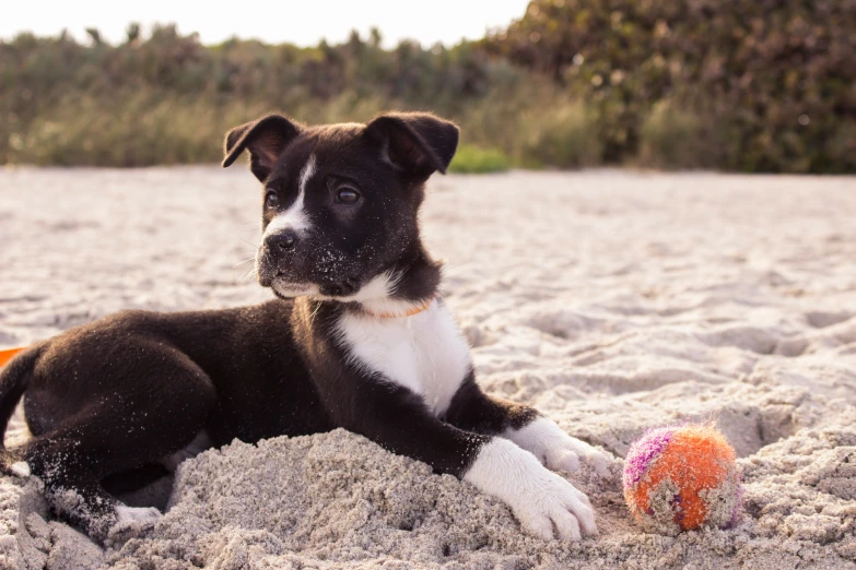 a dog playing with a ball in the sand