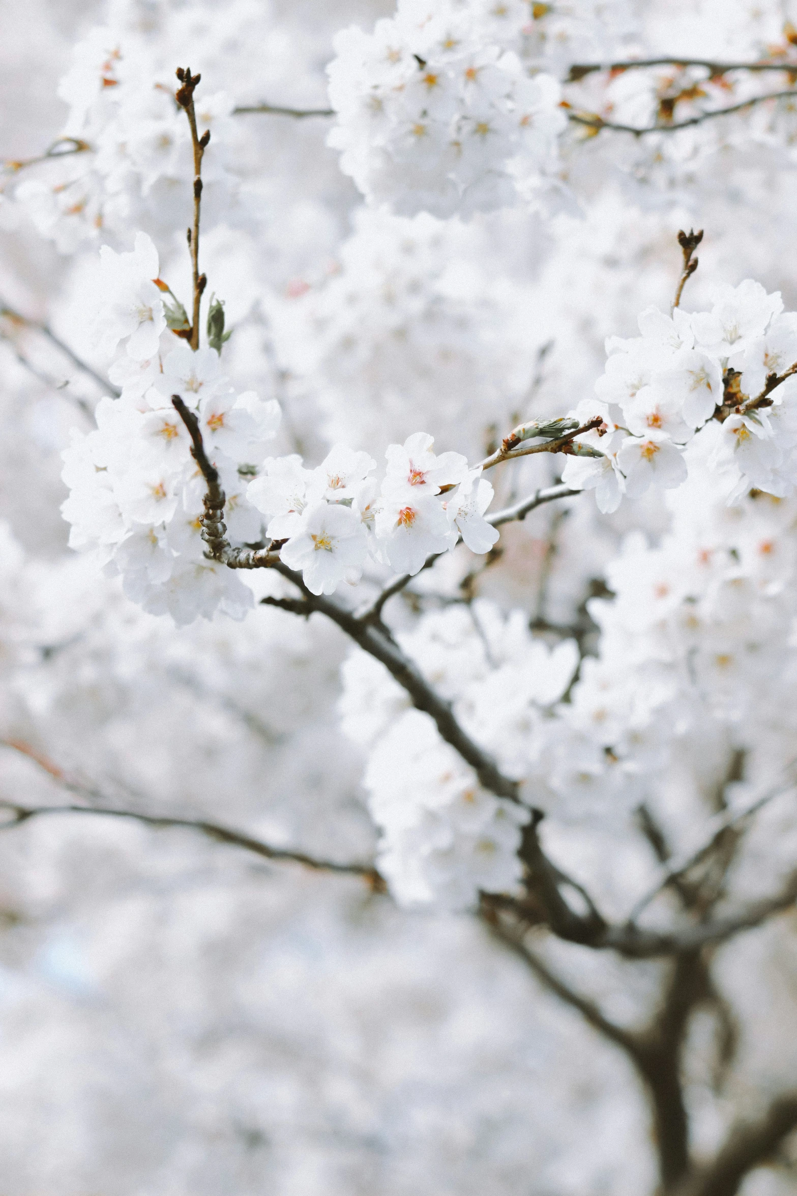 small white flowers growing from the tree