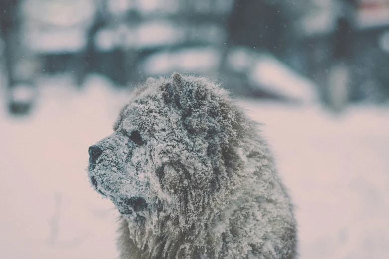 a close up of a snow covered animal