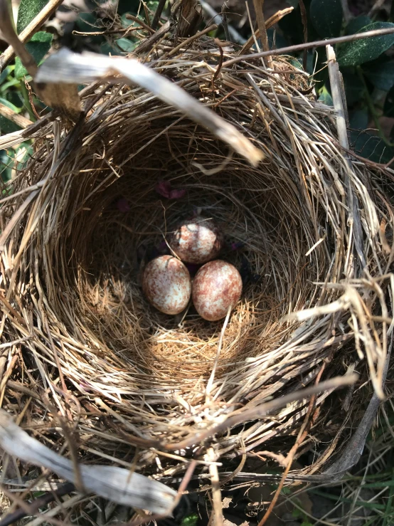 a nest with three eggs sitting on top of it