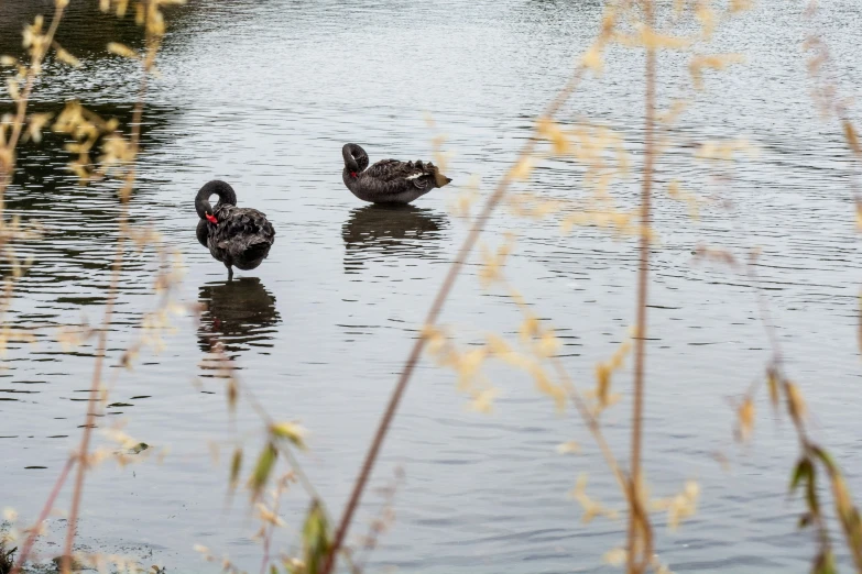 two black ducks are swimming on the pond