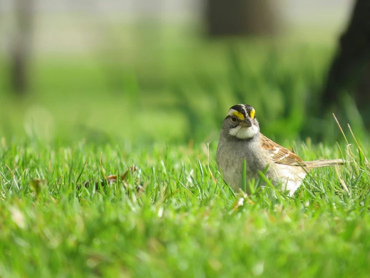 a little bird standing in the grass with a yellow eye patch