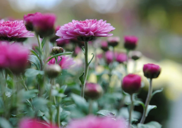 a close up of many pink flowers with buds