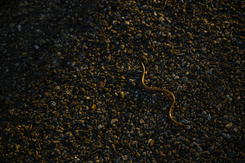 a snake that is laying down on some black rocks