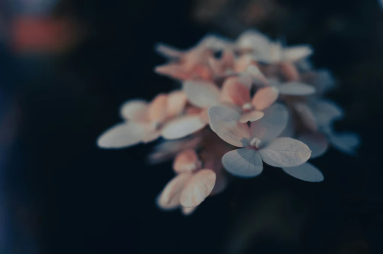 closeup view of flowers on black background