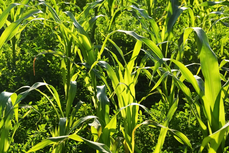 a lush green field full of tall green grass