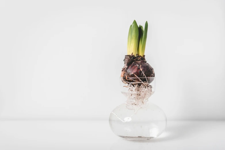 a plant with its roots in an odd looking glass