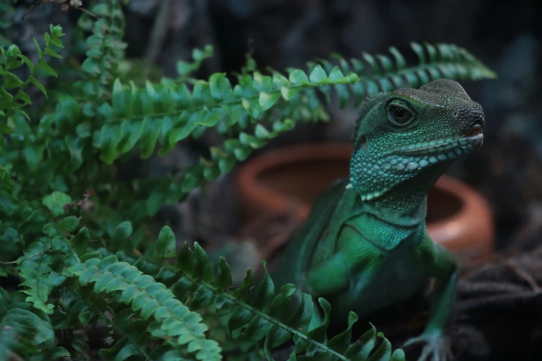 a green lizard sitting on top of a green plant