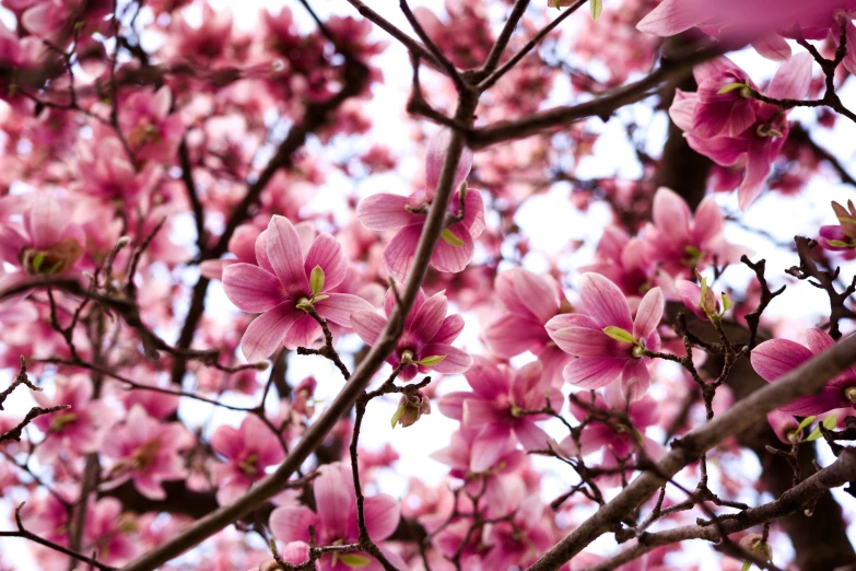 there is a large tree with pink flowers