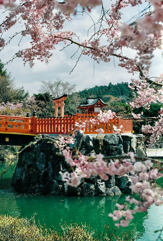 a colorful japanese style bridge with pink blossoming trees