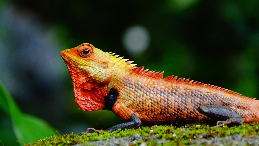 an orange lizard that is sitting on a grass surface