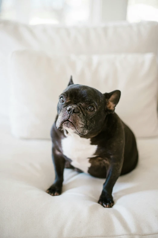 small bulldog dog sitting on a white couch