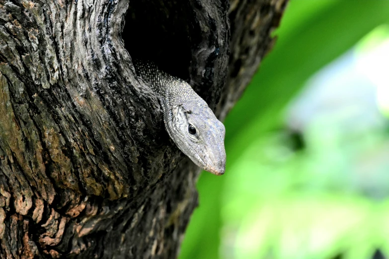 an alligator is sticking its head out of a tree