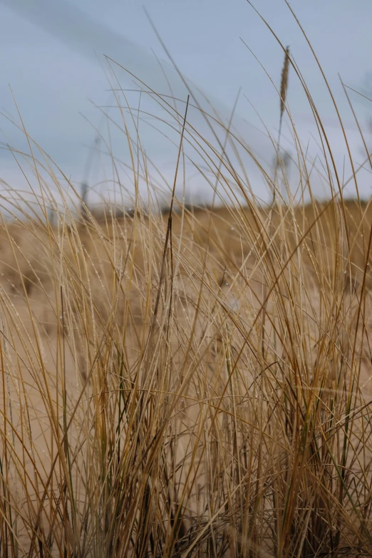 a lone bird sitting in tall grass looking over to the sky