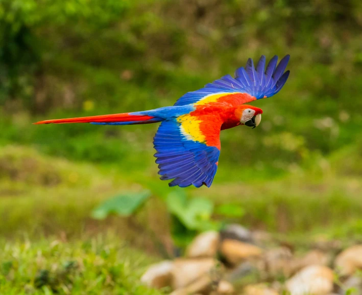 a colorful bird with a red and yellow beak in the air