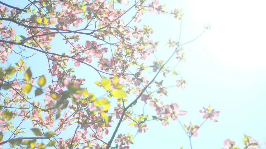 bright pink flowers, green leaves against blue sky