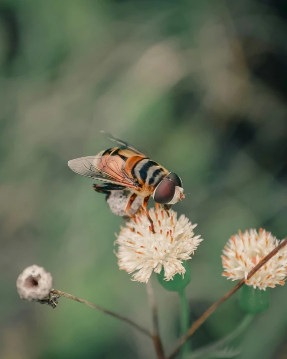 a large black and yellow fly on a flower