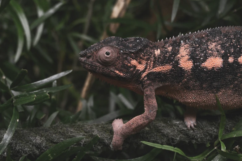 the brown and black lizard is walking across the ground