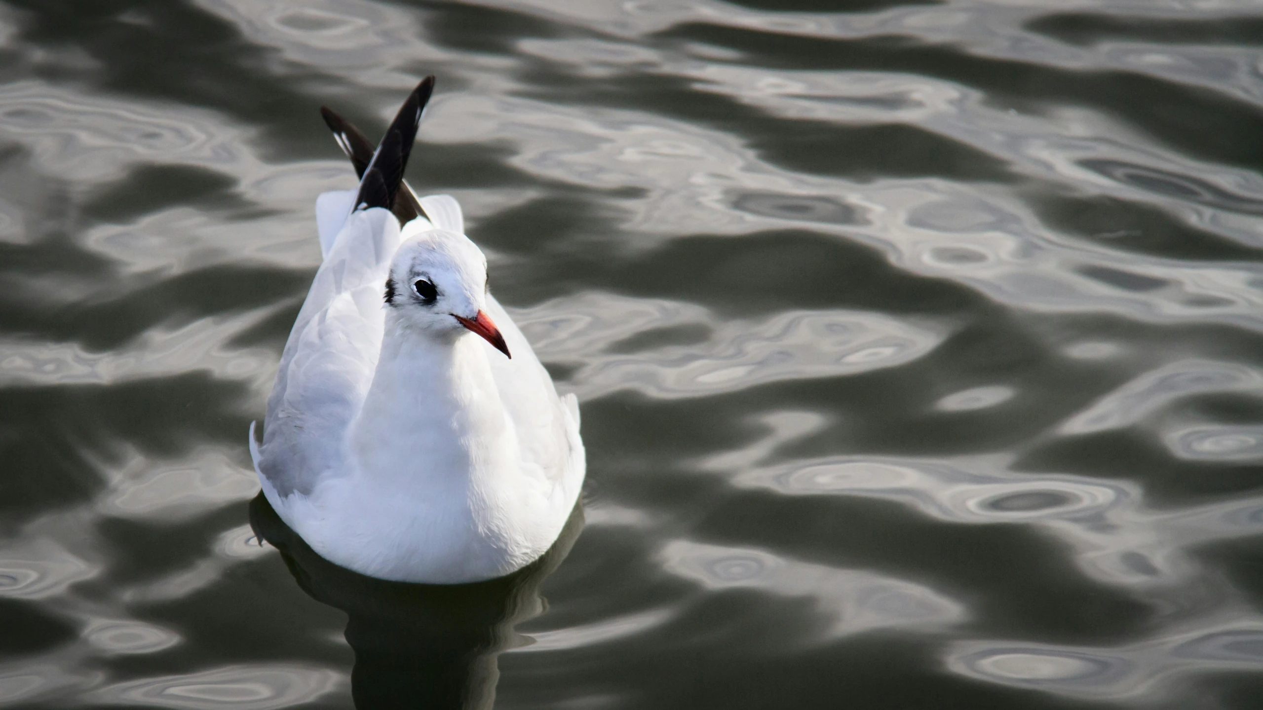 a close up of two birds on the water