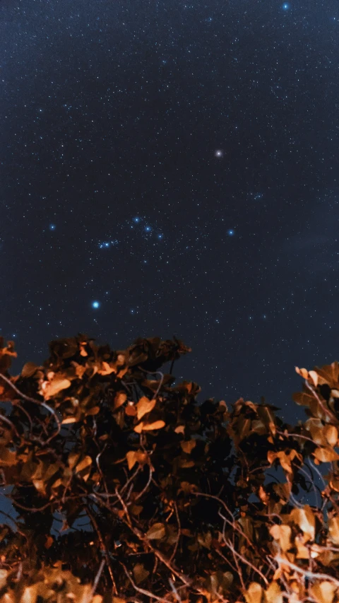 tree nches against the night sky with stars in it