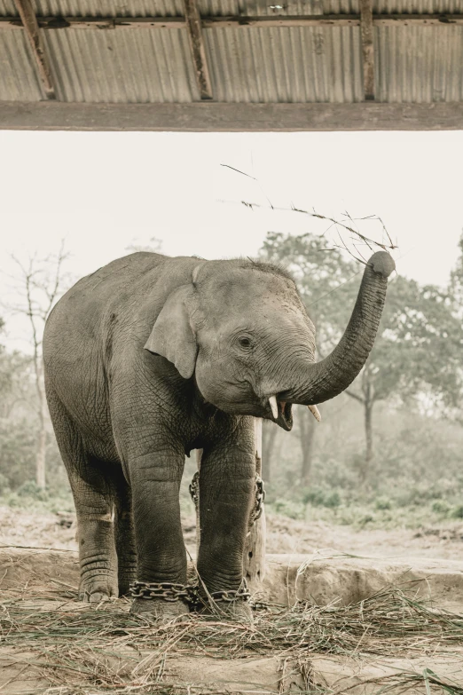 an elephant standing in a dirt field with grass and trees