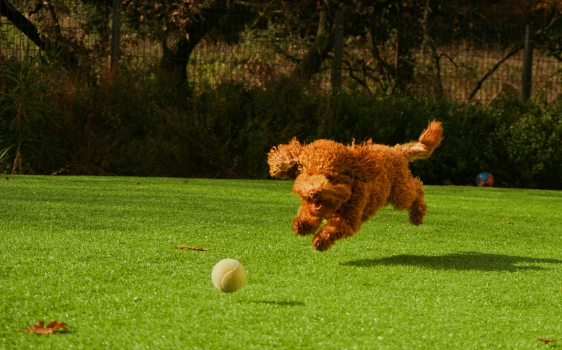 a dog running for a ball in a field