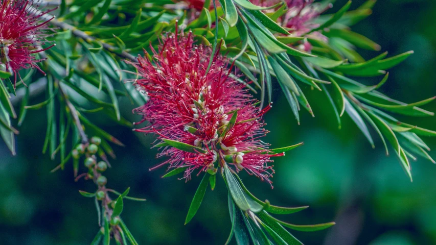 the red flowers on the nches of a tree are beginning to bloom