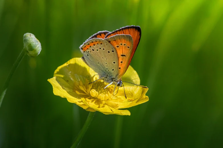 the erfly has a blue brown and white color scheme