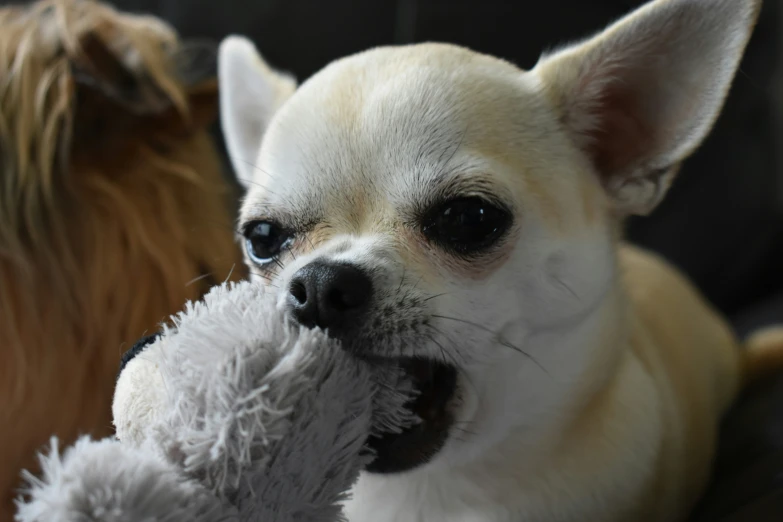 a small chihuahua puppy chewing on a stuffed animal