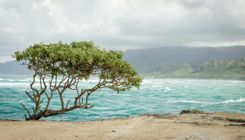 a tree grows on the shoreline on an overcast day