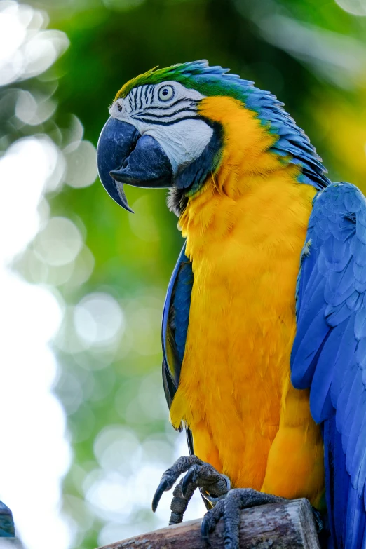blue and yellow parrot perching on nch with green background