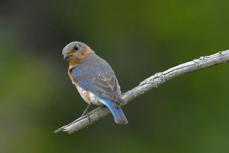 a blue bird is sitting on the nch of a tree