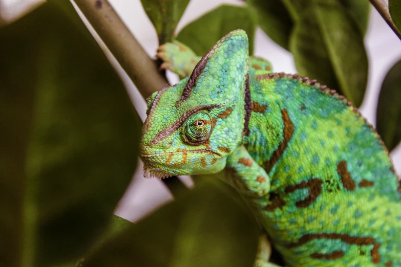 a green chamelon sits in the middle of some green leaves