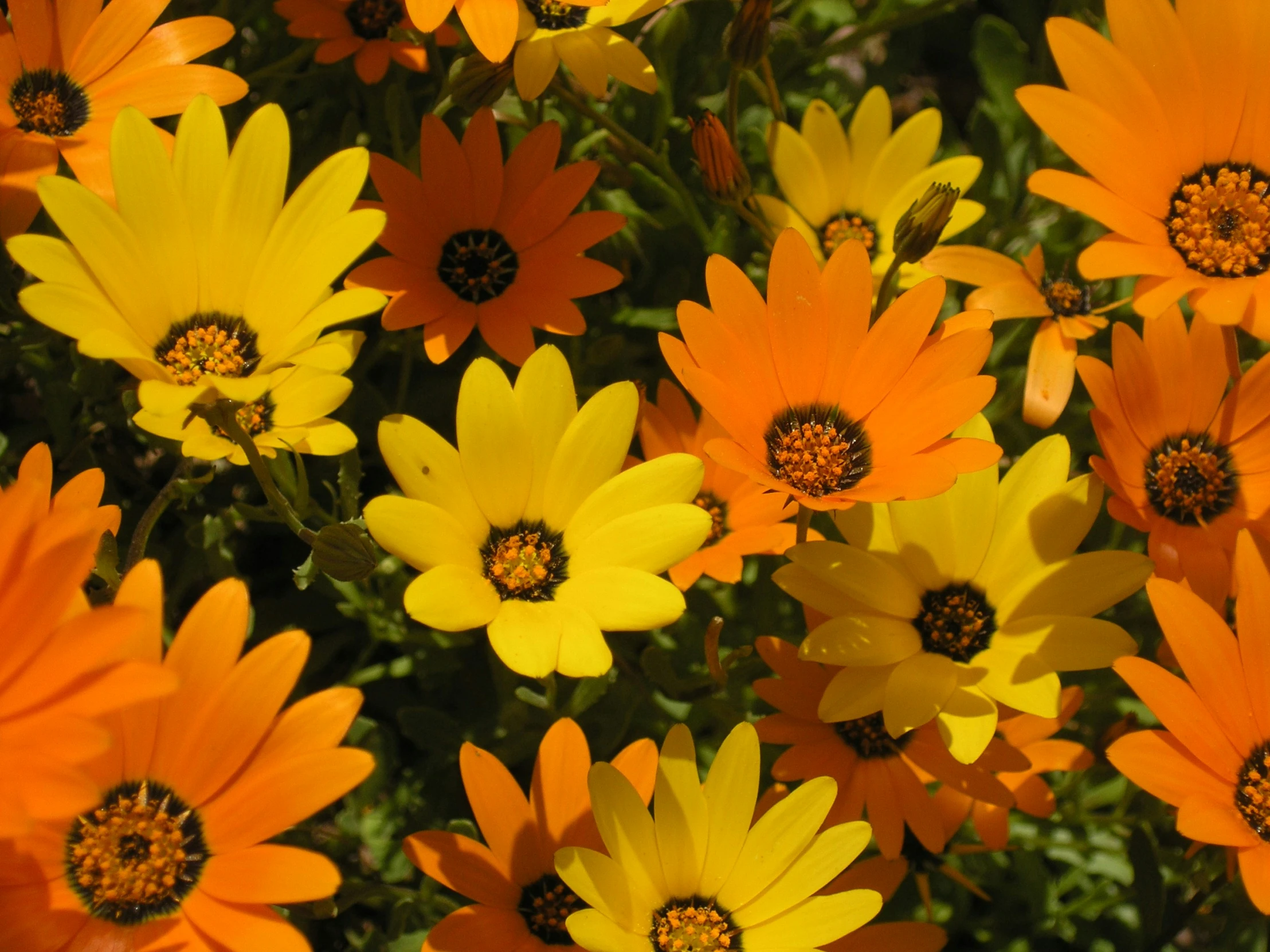 a bunch of yellow and orange flowers