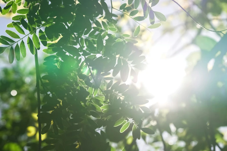 sun peeking through the leafy trees in the day