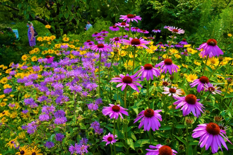 colorful garden with purple and yellow flowers growing in it