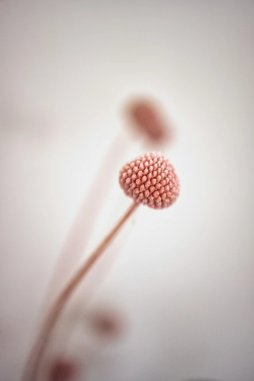 some very pretty little flowers with a blurry background