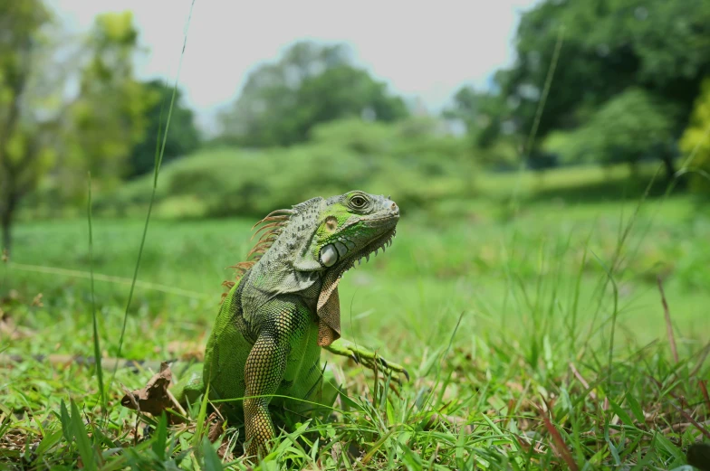 a green iguana sits in the tall grass