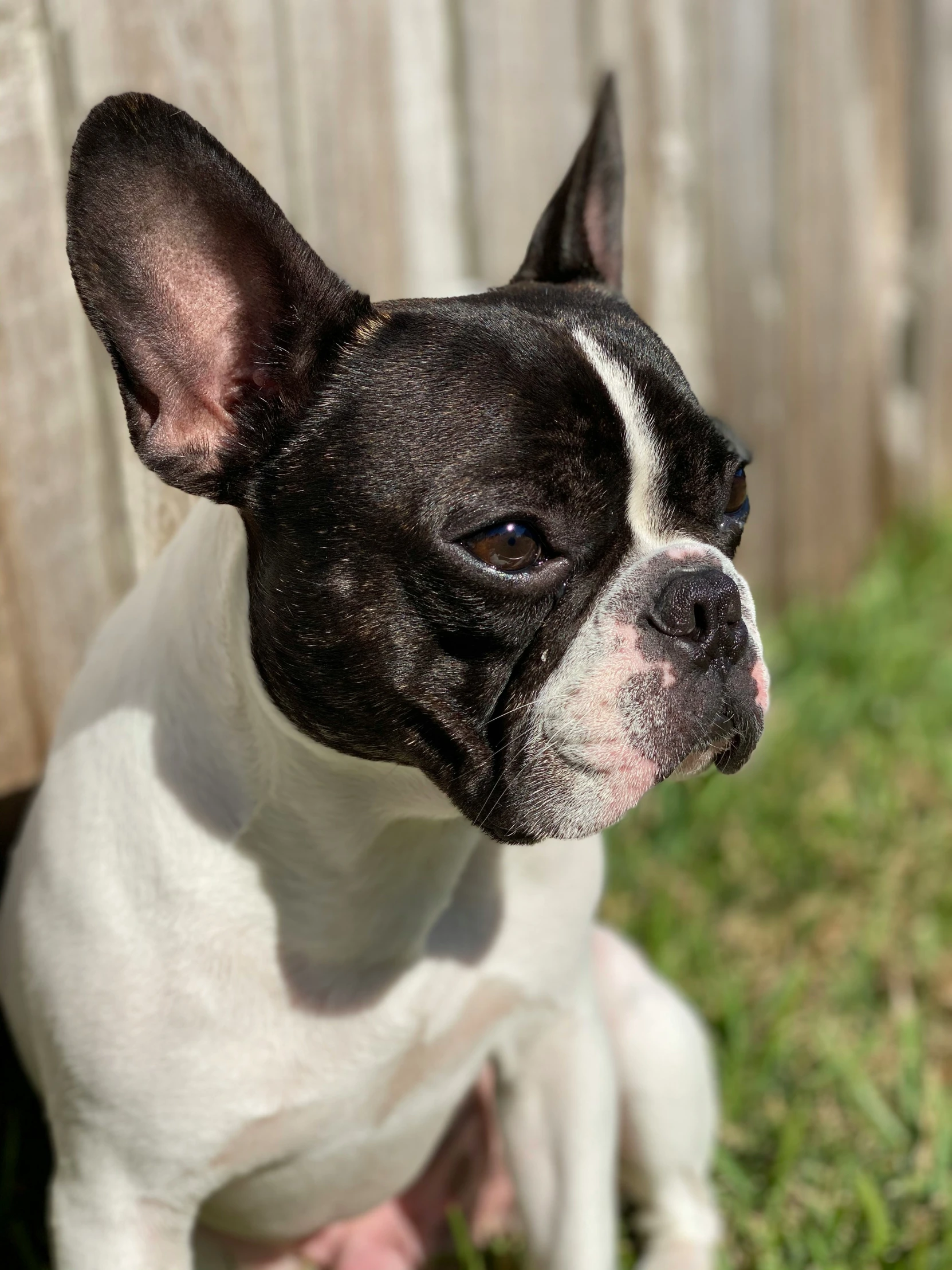 a small dog sits next to a wooden fence