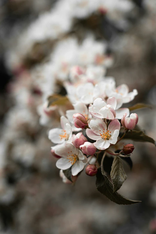 a nch filled with flowers next to a tree