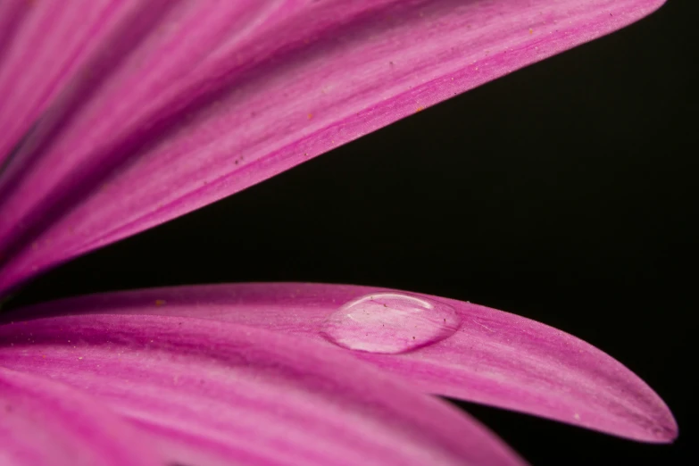 water droplets are on the petals of a large flower