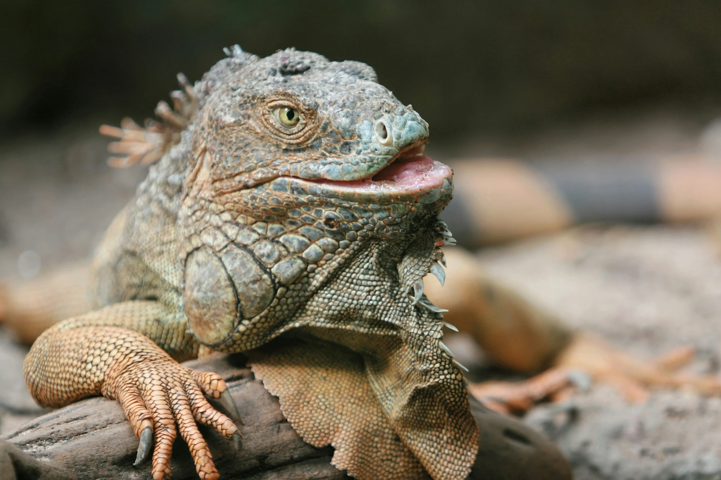 an iguana sitting on top of a tree nch