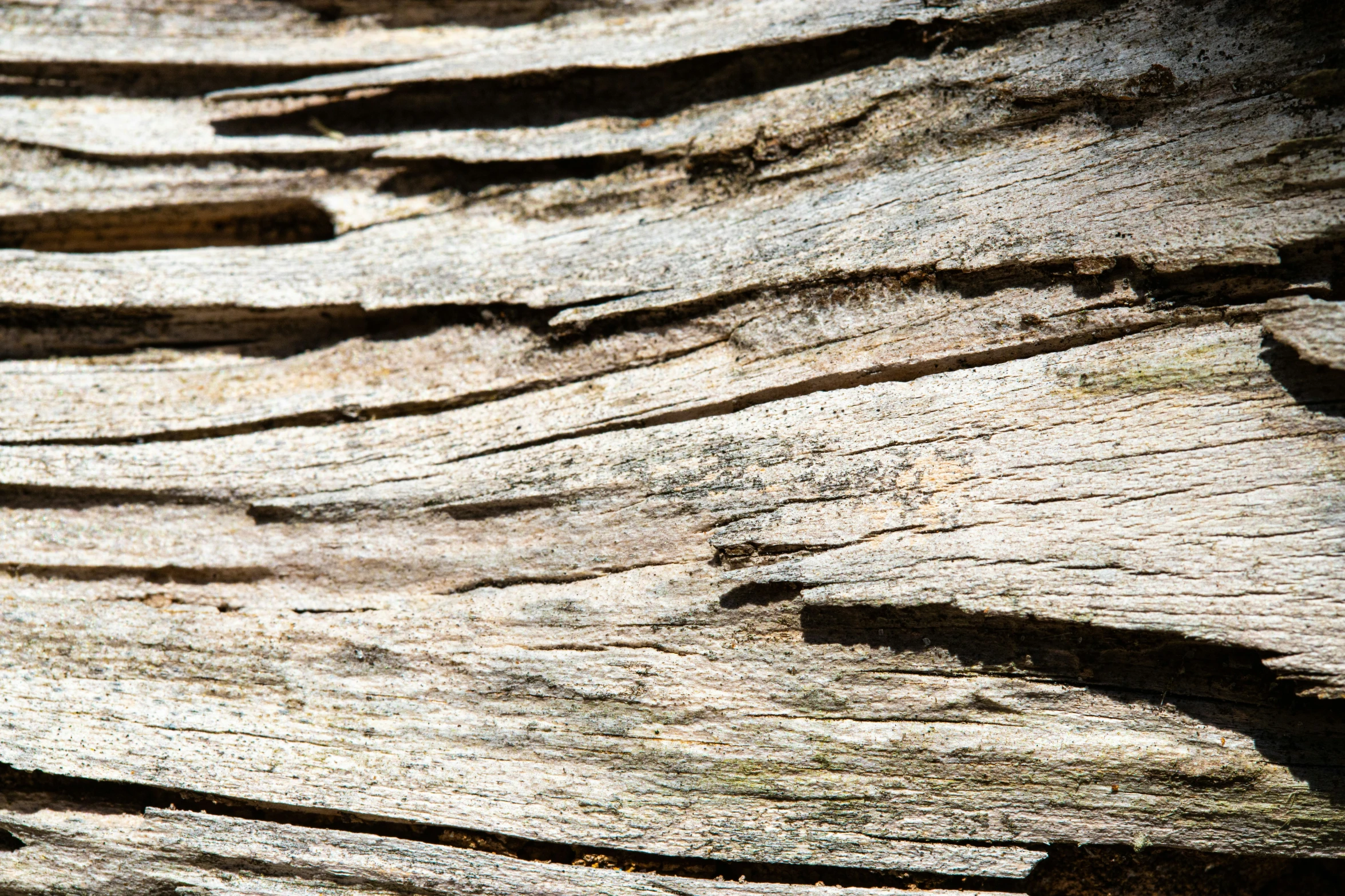 an animal is standing near a tree stump