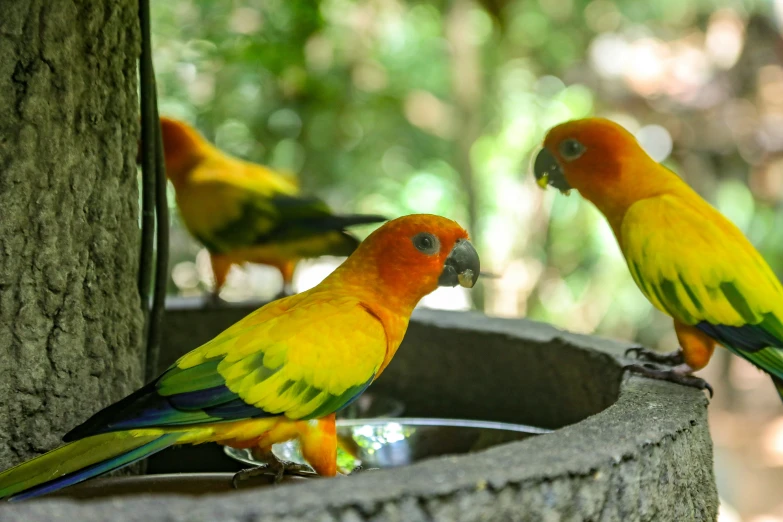 two orange and yellow parrots drink from a bird bath in a tree